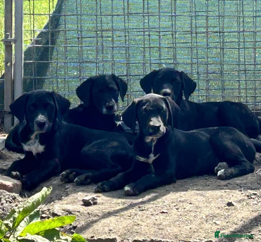 Borador dogs for sale: Beautiful Borador Puppies – Ready Now - Advert 2