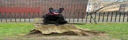 Belgian Shepherd Dog dogs for sale: Belgian Malinois for sale - Advert 4