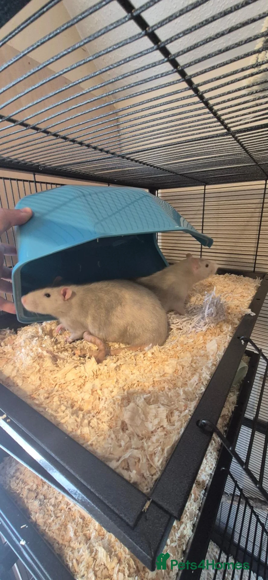 Rat rodents for sale: Rats to experienced keeper - Advert 2