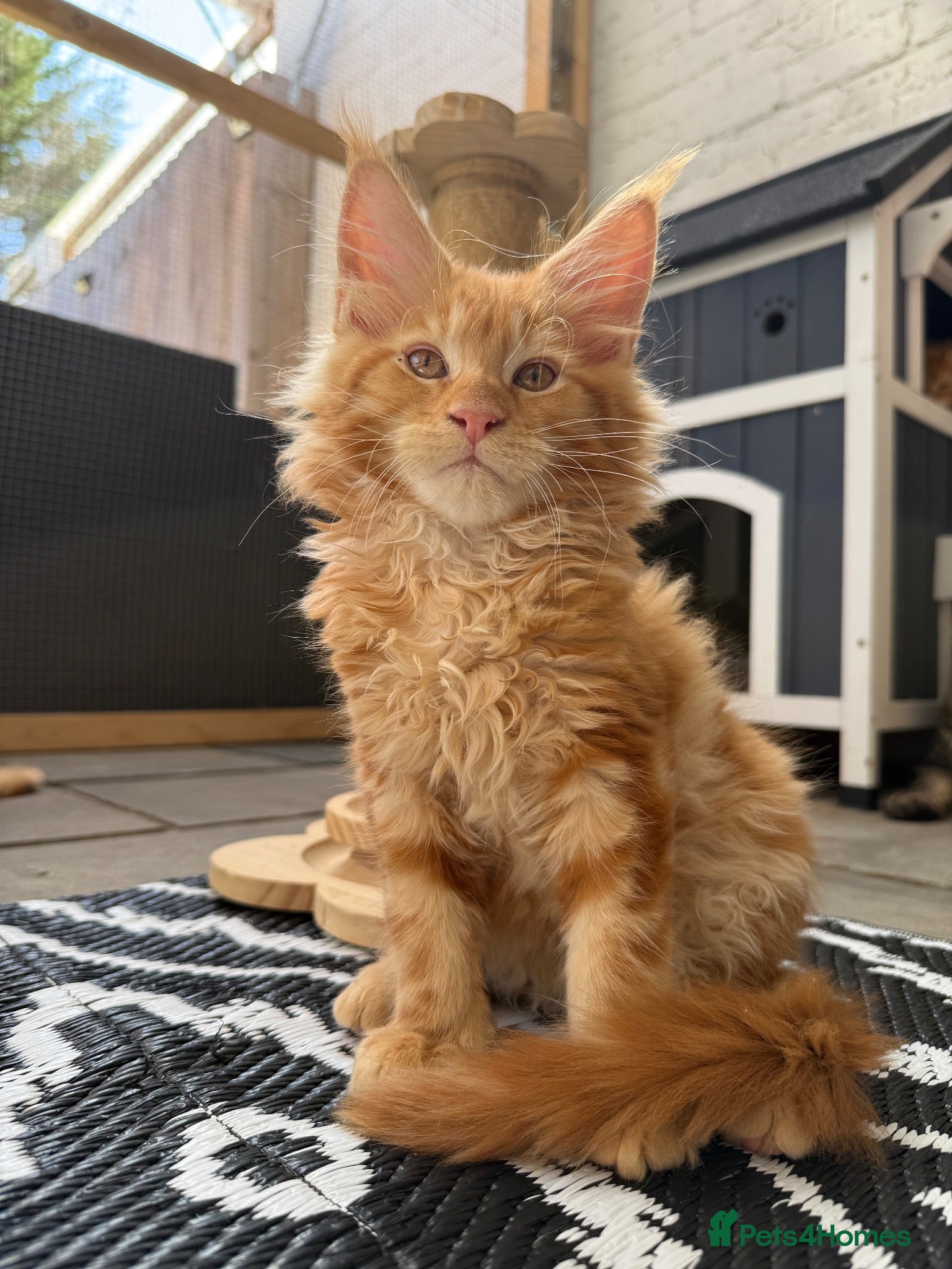 Maine Coon cats TICa reg 9 XXL Massive Red Kittens - Advert 1