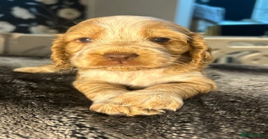 Cocker Spaniel dogs - Advert 12