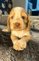 Cocker Spaniel dogs - Advert 12