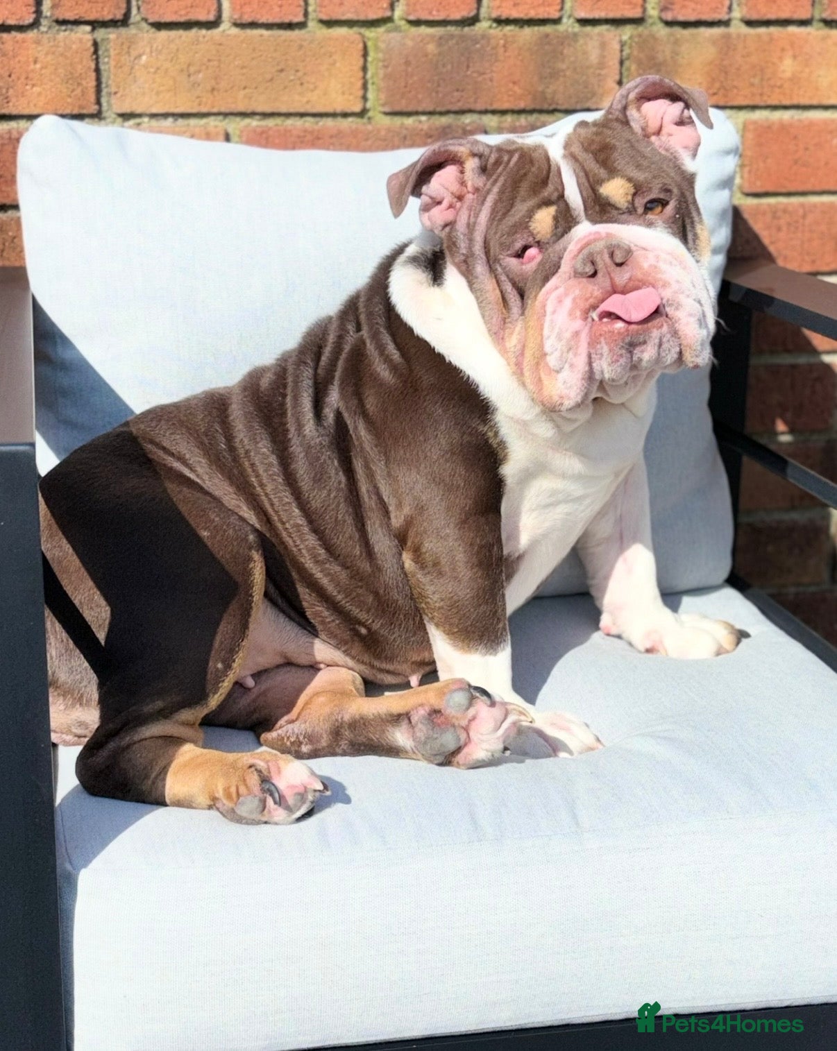 English Bulldog dogs English bulldog and French bulldog - Advert 1