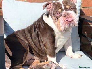 English Bulldog dogs English bulldog and French bulldog - Advert 2