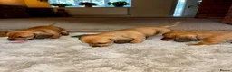 Dachshund dogs for sale: 3 beautiful red dachshund boys - Advert 5