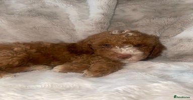 Cockapoo dogs - Advert 14