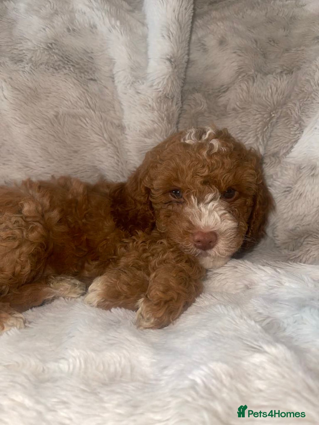 Cockapoo dogs for sale: 4 beautiful boys.  - Image 2