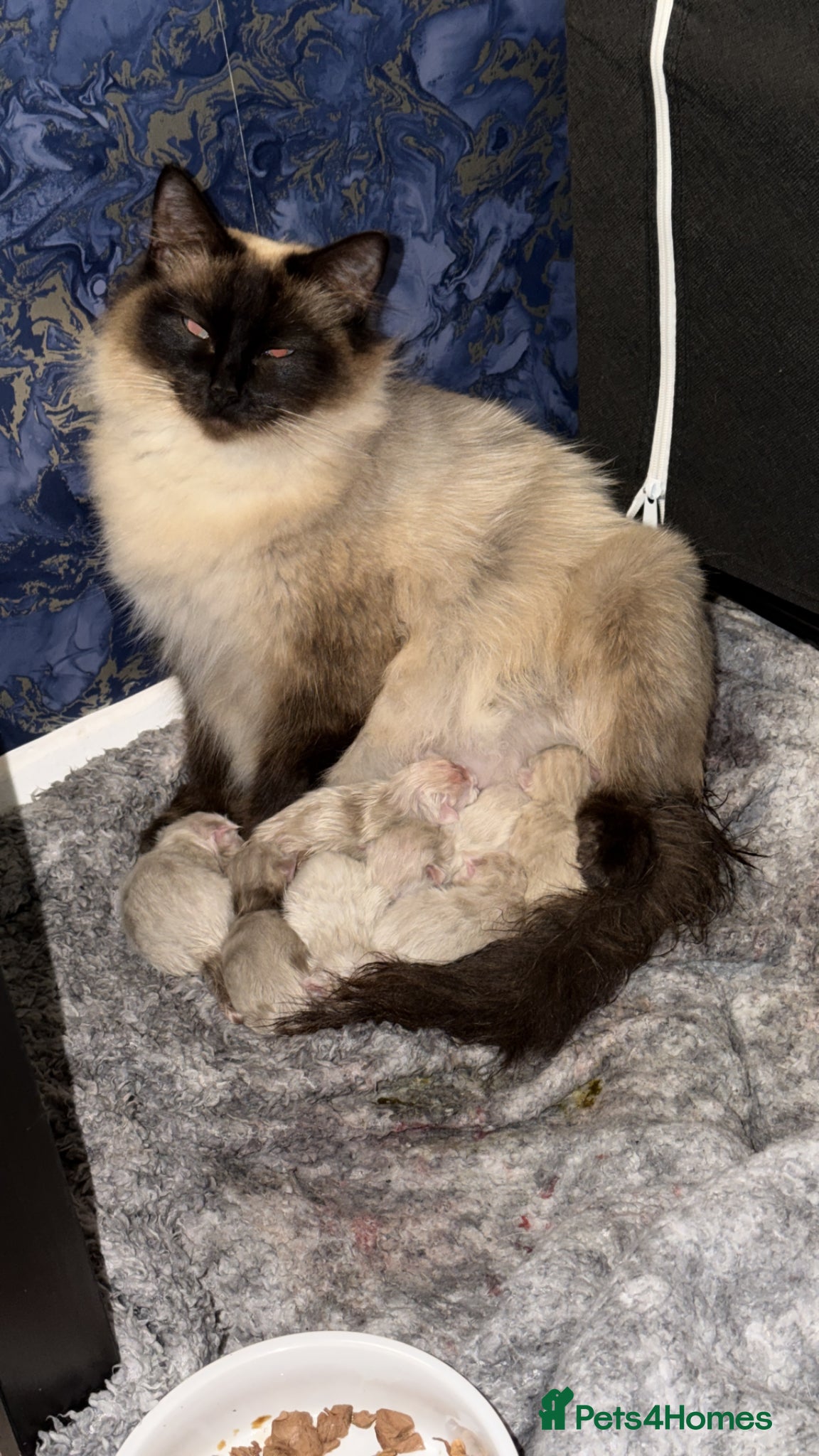 Ragdoll cats Beautiful balls of fluff  - Advert 1