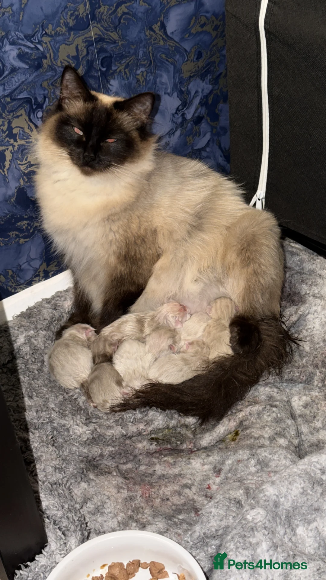 Ragdoll cats for sale: Beautiful balls of fluff  - Advert 1