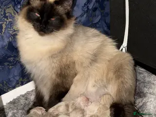 Ragdoll cats Beautiful balls of fluff - Advert 10