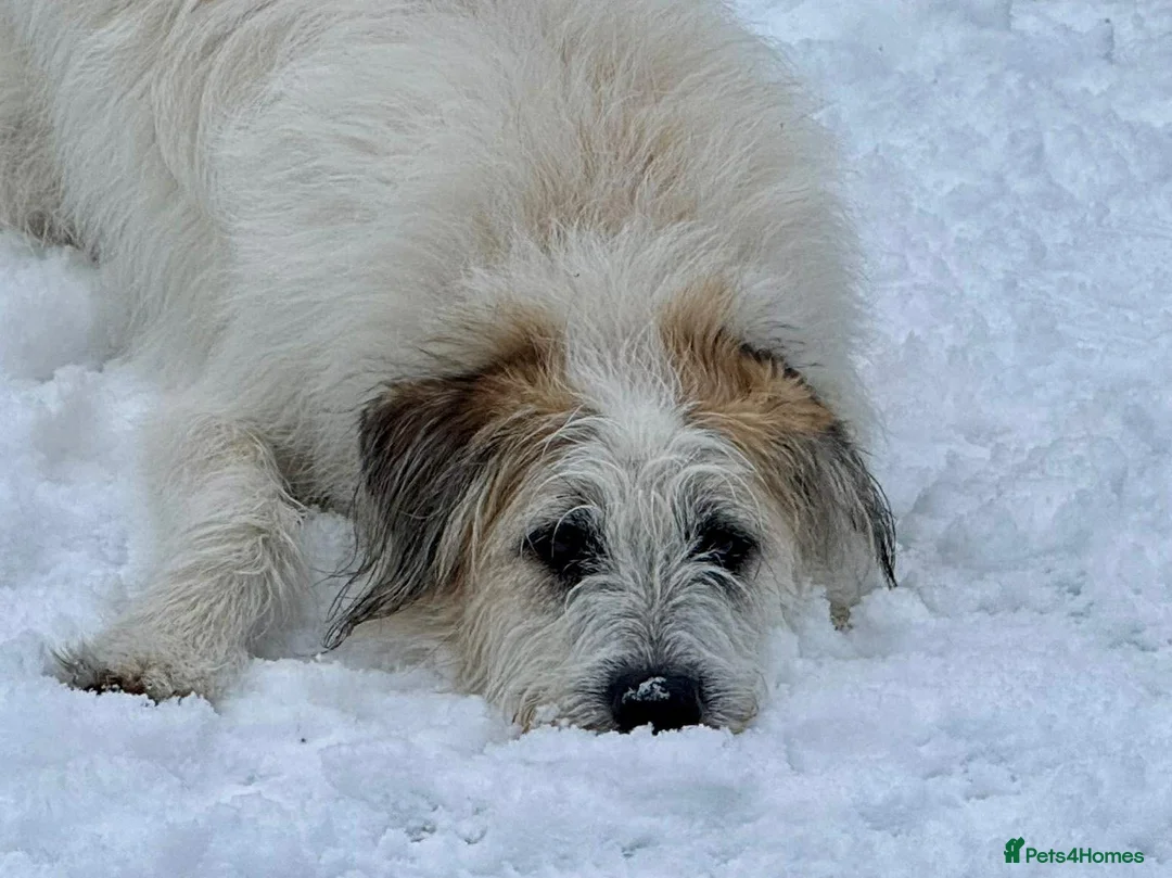 Mixed Breed dogs for adoption: KALLIE-17months, loves dogs/playful/active/rural - Advert 9