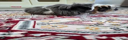 Guinea Pig rodents for sale: 1 year old Peruvian silkies in Purley - Advert 5