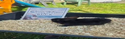 Rex rabbits for sale: Beautiful Mini Rex Baby Bunnies 2 Stunning Litters - Advert 4