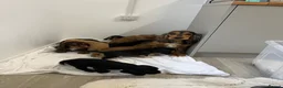 Cocker Spaniel dogs for sale: 🐾Beautiful Show Type Cocker Spaniel Puppies 🐾 - Advert 11