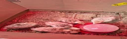 Turkeys poultry for sale: Bourbon turkey chicks for sale  - Advert 1