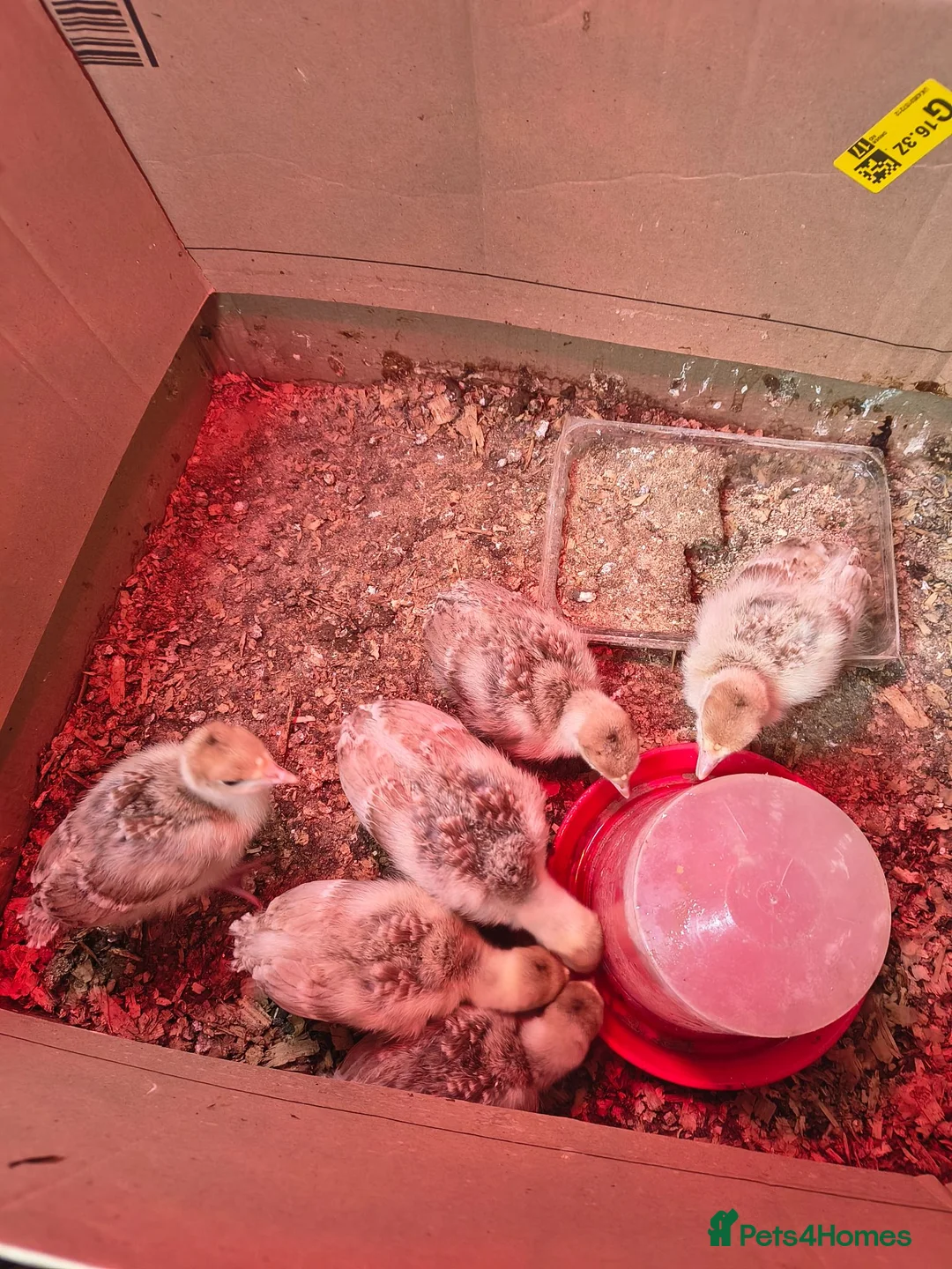 Turkeys poultry for sale: Bourbon turkey chicks for sale  - Advert 1