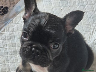 French Bulldog dogs Beautiful Frenchie Pups - Advert 15
