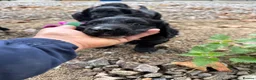 Mixed Breed dogs for sale: Sprocker x cockapoo puppies - Advert 3