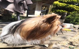 Biewer Terrier dogs for sale: Gorgeous Biewer Terrier puppies  - Image 12