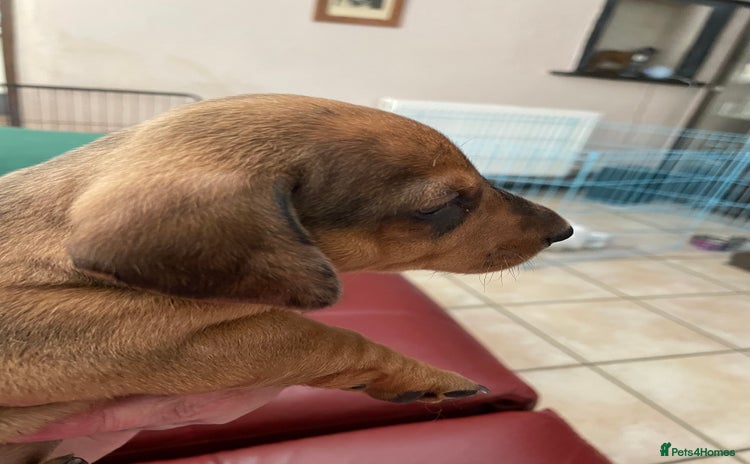 Miniature Dachshund dogs - Advert 13