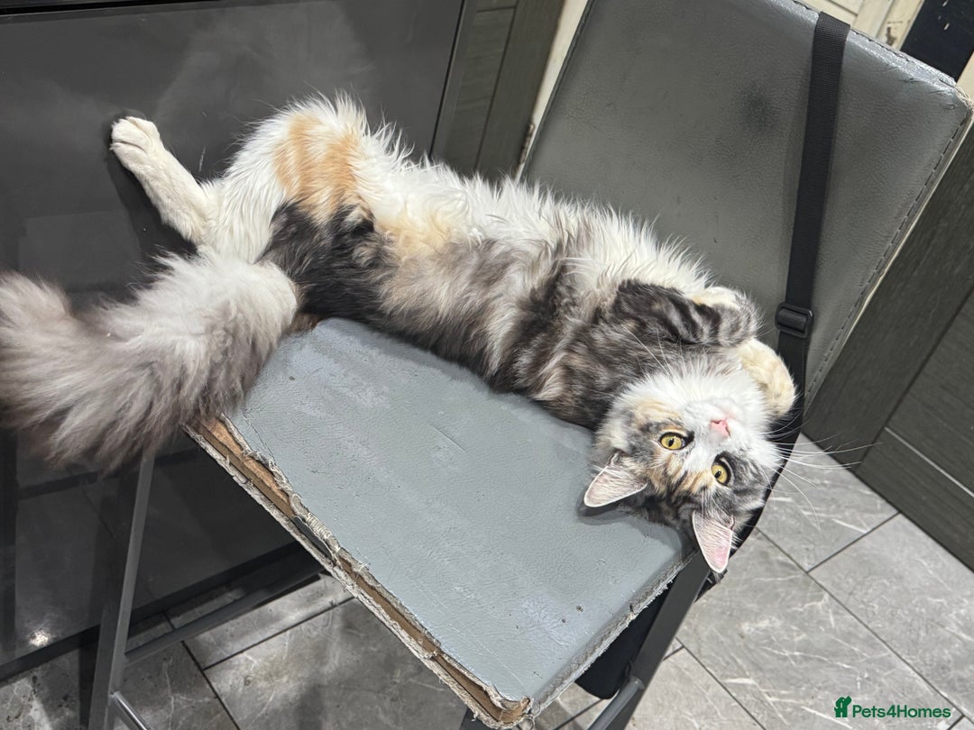 Maine Coon cats for sale: 10 month female reg active pedigree maincoon - Image 7