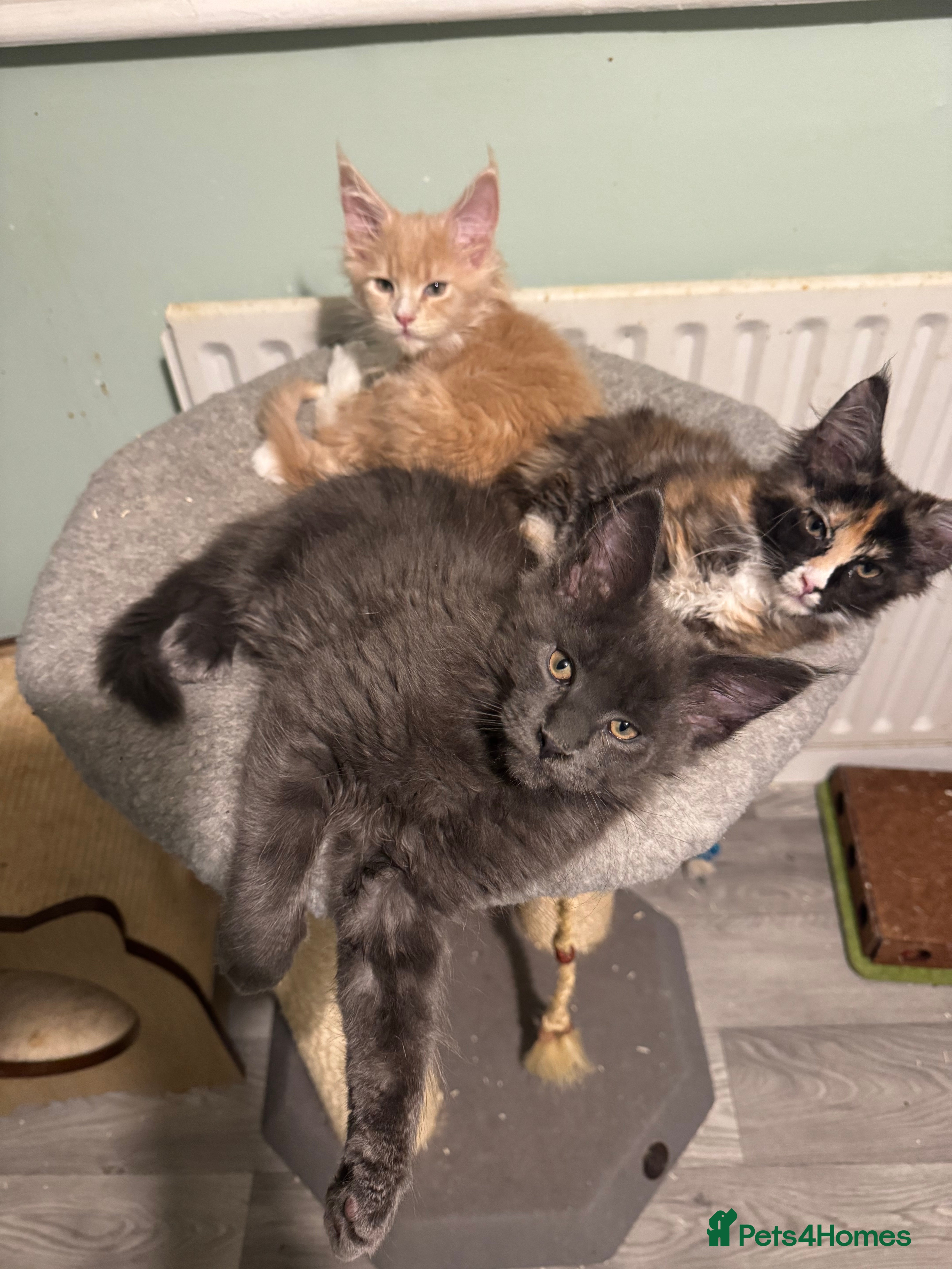 Maine Coon cats Pedigree Cream & White Bicolour Mainecoon kitten - Advert 16