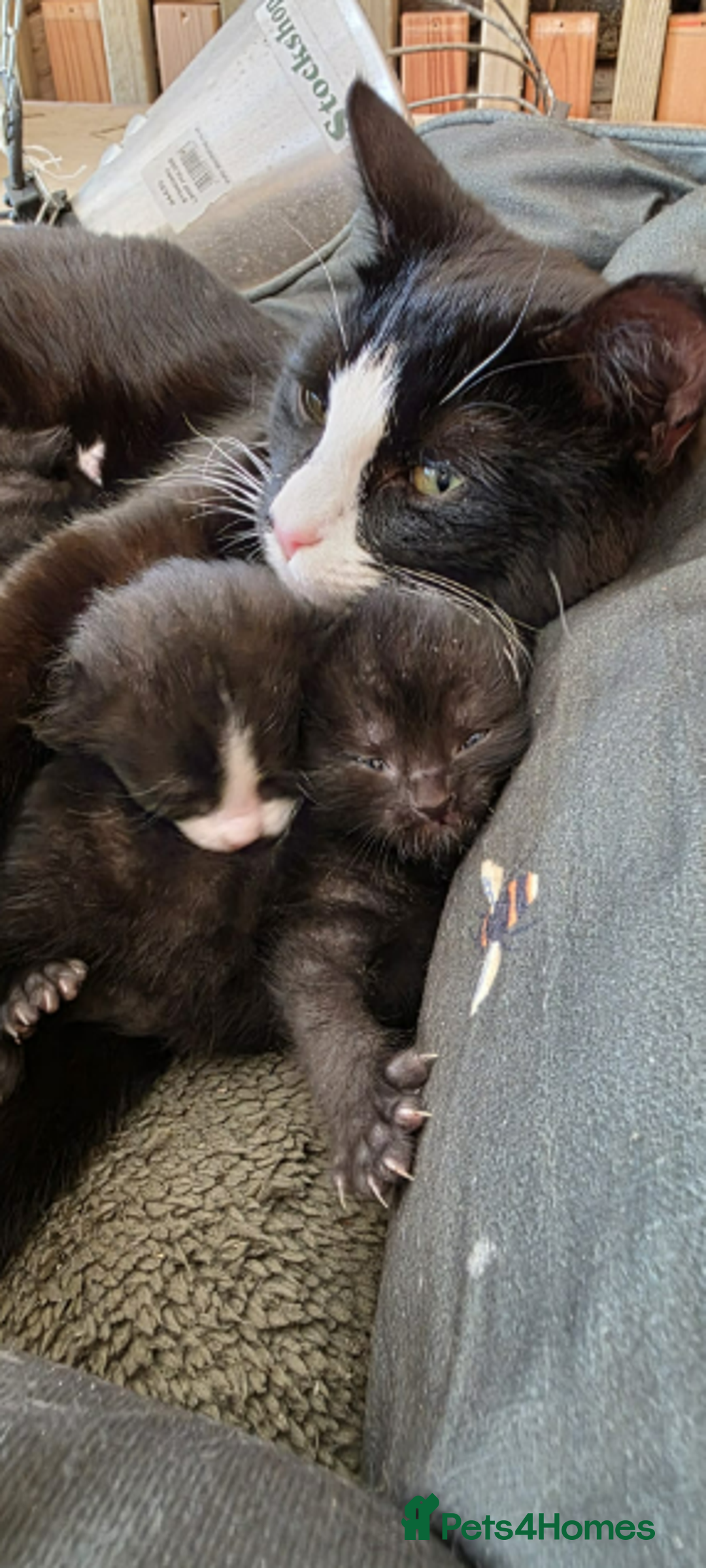 Domestic Shorthair cats for sale: 6 black and white Semi-Domestic kittens - Image 20