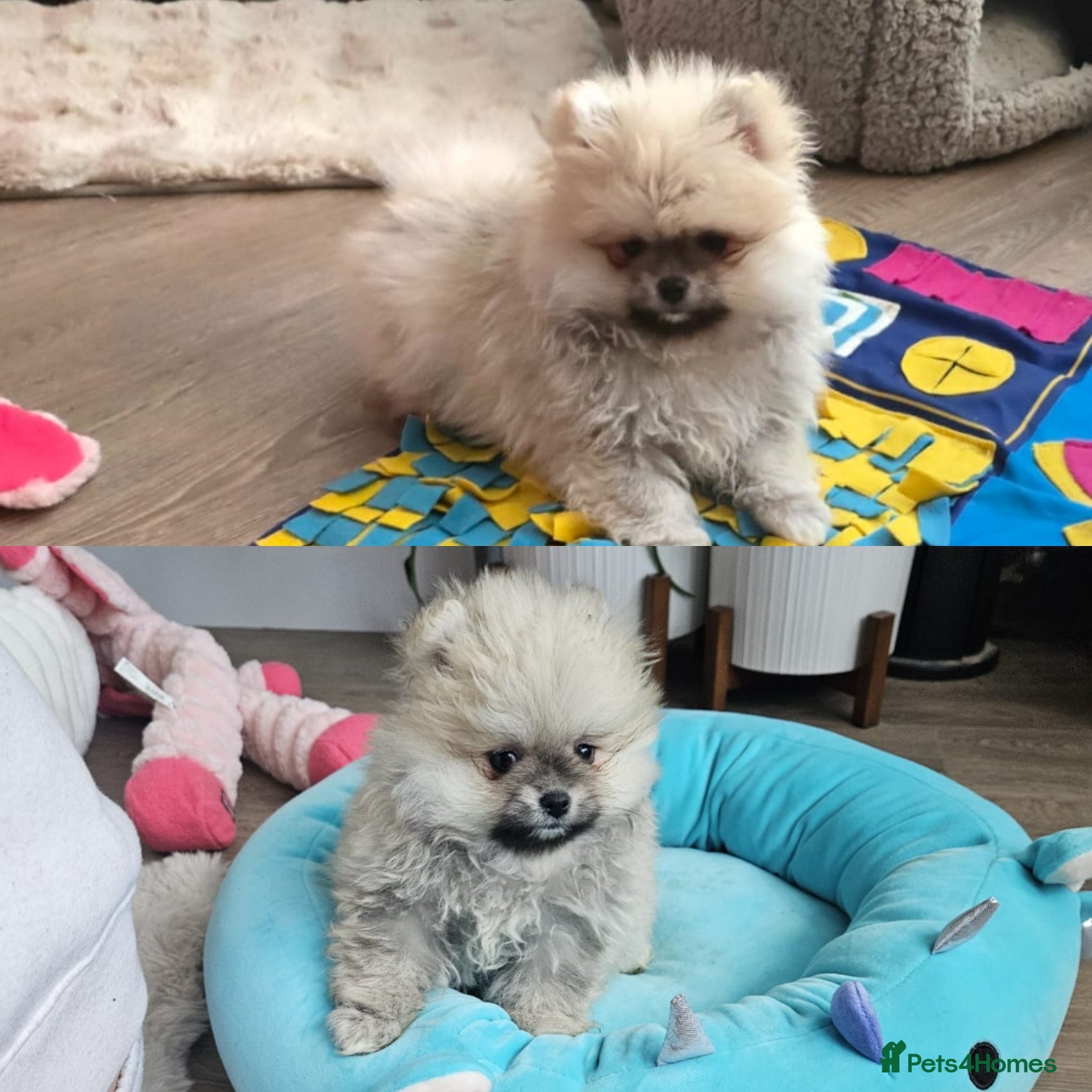 Pomeranian dogs 2 Left 😍  KC small Pomeranians Pups left    - Advert 1
