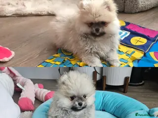 Pomeranian dogs 2 Left 😍 KC small Pomeranians Pups left - Advert 1