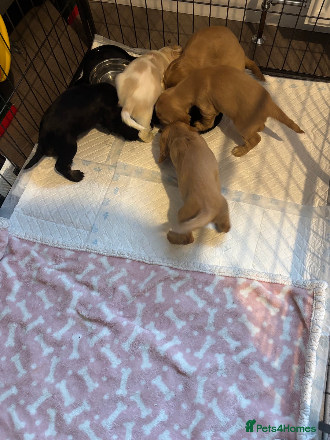 Cocker Spaniel dogs for sale: Show cocker spaniel puppies - Image 5