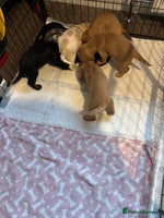 Cocker Spaniel dogs - Advert 2