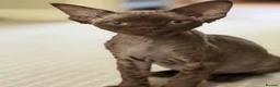 Devon Rex cats for sale: Ready July 22nd GCCF reg Devon Rex kittens - Advert 9