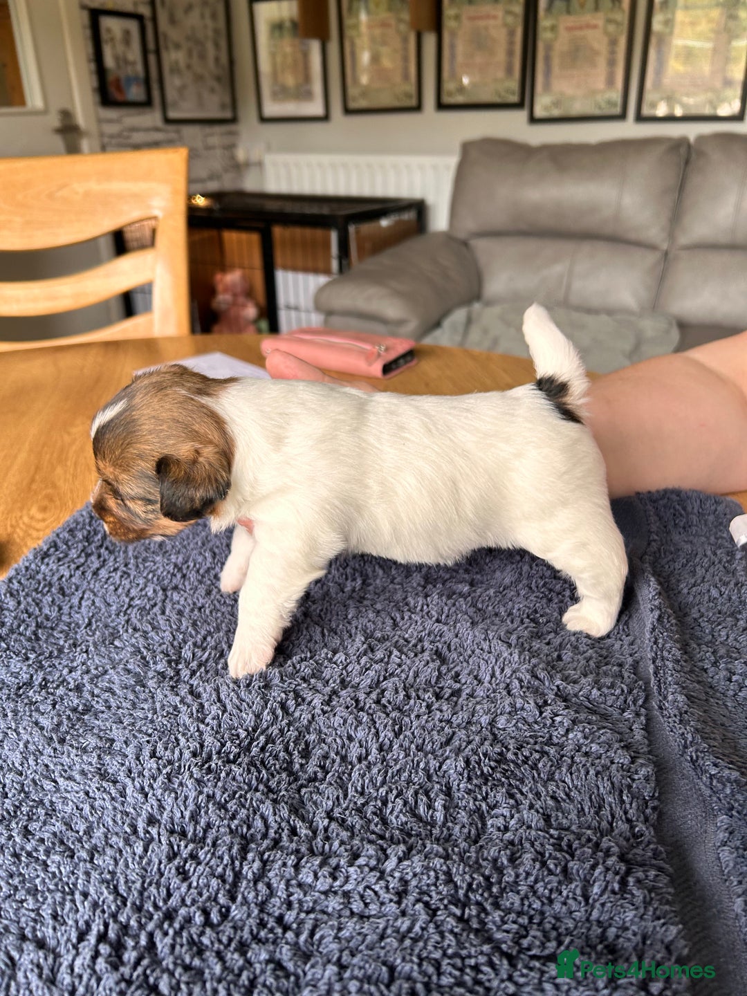 Jack Russell dogs for sale: Pedigree Jack Russell Terriers - Image 13