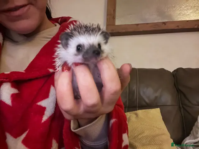 Pygmy Hedgehog rodents for sale: African Pygmy hedgehog hoglets - Advert 3