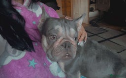 French Bulldog dogs for sale: French bull dog - Image 1