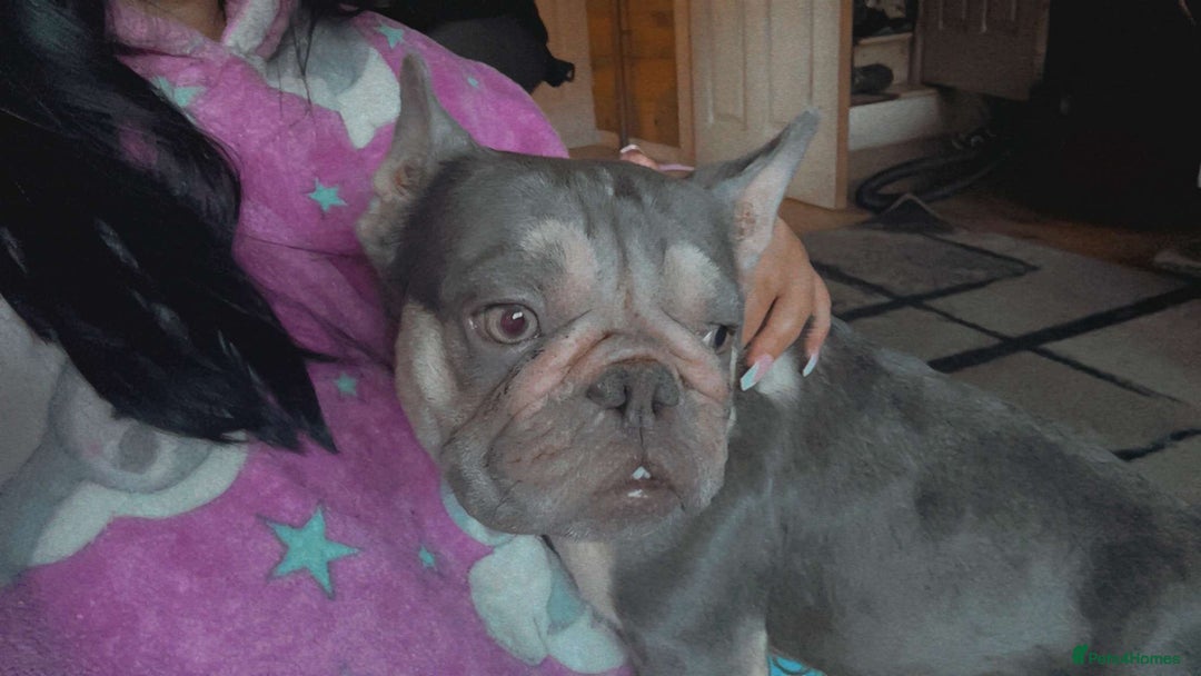 French Bulldog dogs for sale: French bull dog - Image 1