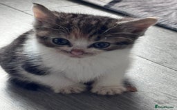 Bengal cats for sale: Beautiful kittens  - Image 3