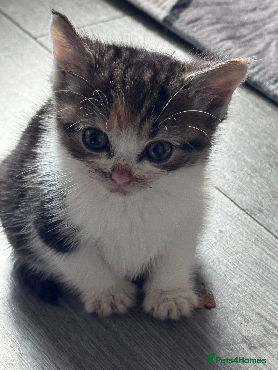 Bengal cats for sale: Beautiful kittens  - Image 3