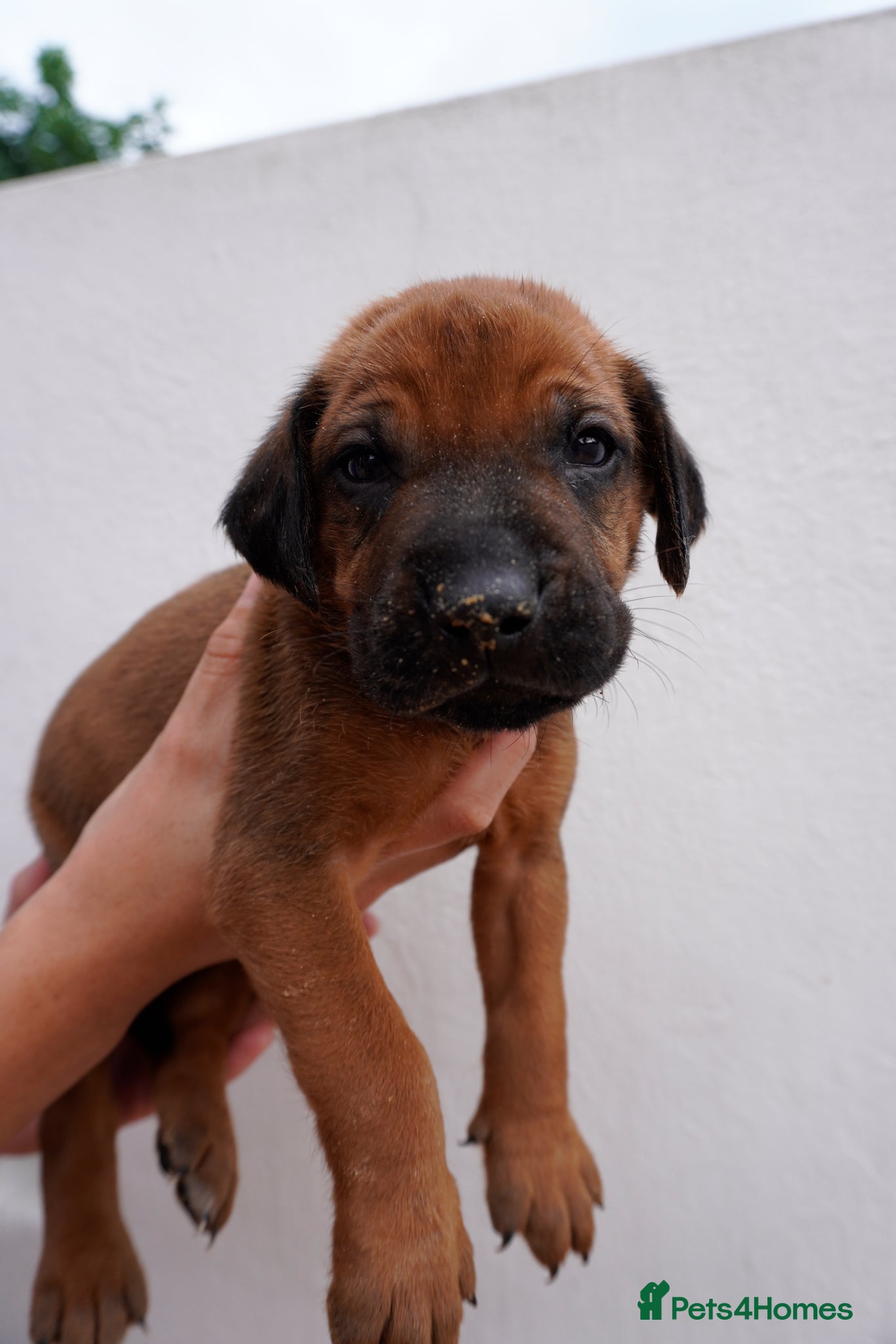 Rhodesian Ridgeback dogs for sale: Stunning litter of KC Rhodesian Ridgeback puppies in Ramsgate - Advert 13