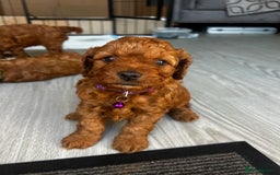 Cavapoo dogs for sale: Cavapoo Puppies  - Image 4