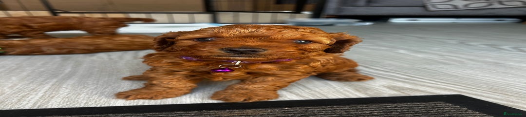 Cavapoo Puppy 3