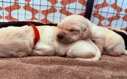 Labrador Retriever dogs for sale: Beautiful Labrador Puppies - family breeder  - Image 4