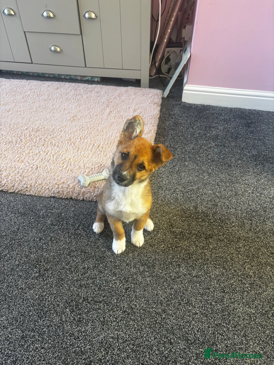 Jack Russell dogs for sale: Long haired Jack Russell  - Advert 1