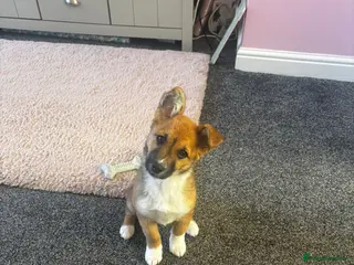 Jack Russell dogs Long haired Jack Russell - Advert 1