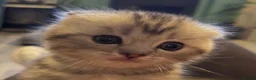 Scottish Fold cats for sale: Scottish Fold kittens  - Advert 11