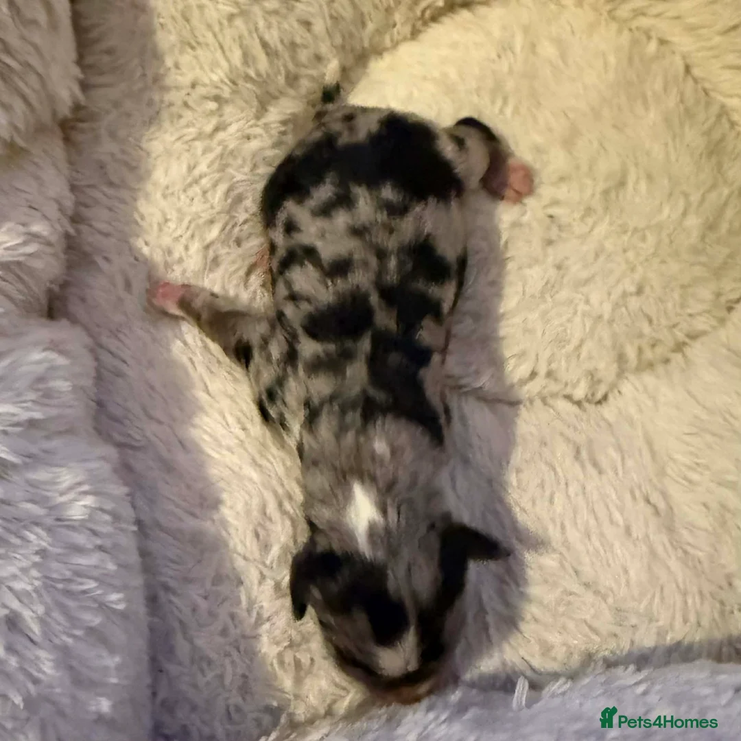 Australian Labradoodle dogs for sale: AUSTRALIAN LABRADOODLE PUPPIES - Advert 15