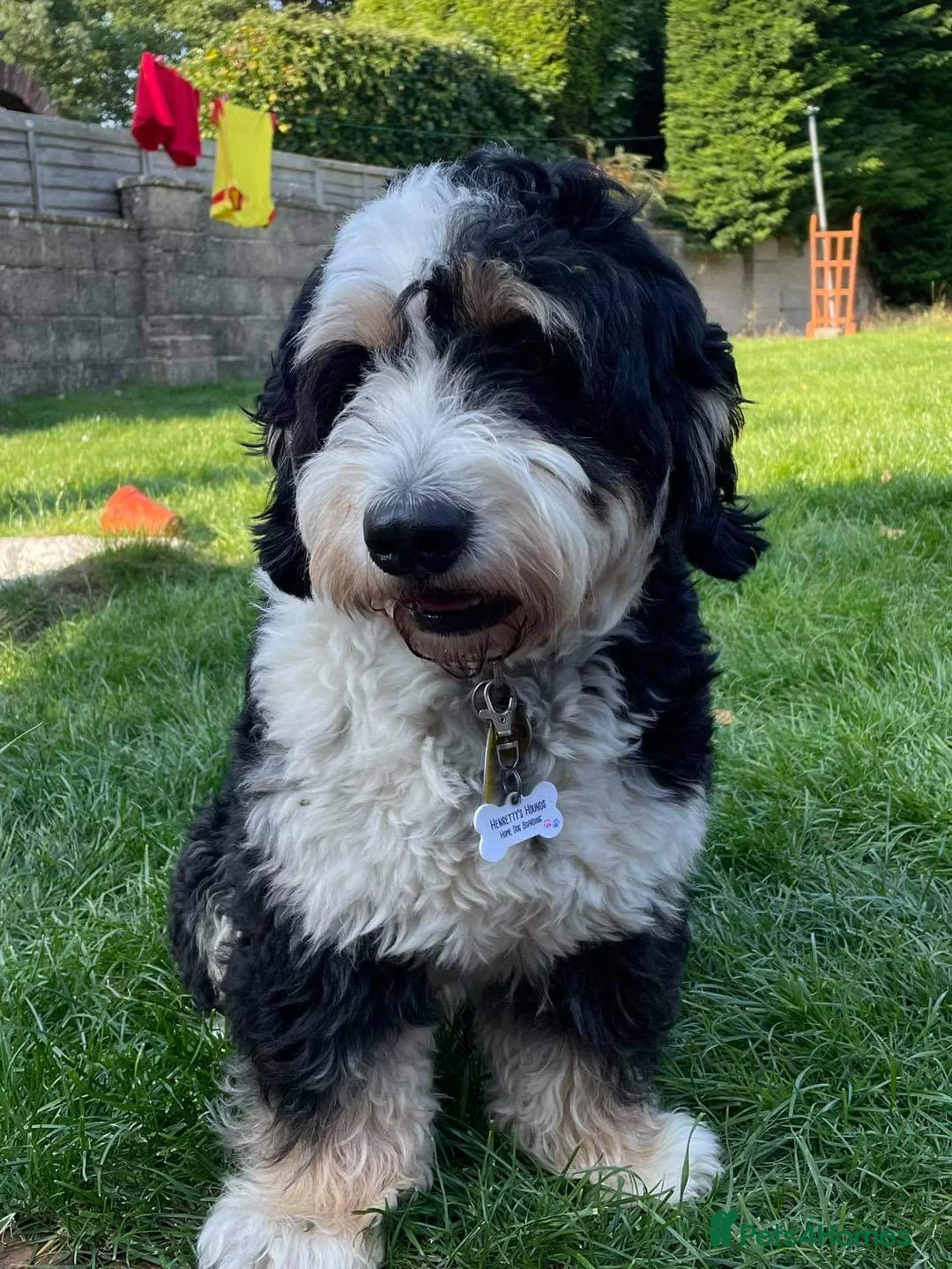 Mixed Breed dogs for stud: PROVEN Pure F1 Miniature Bernedoodle -Stud Offered in Saffron Walden - Advert 8