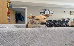 Mixed Breed dogs for adoption: Cute Heidi looking for LOVE - Image 7