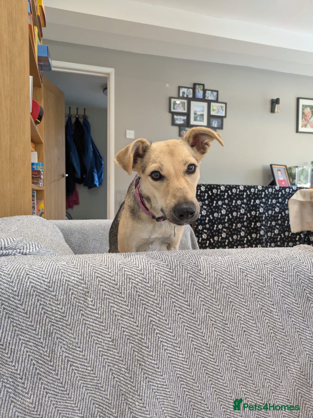 Mixed Breed dogs for adoption: Cute Heidi looking for LOVE - Image 7