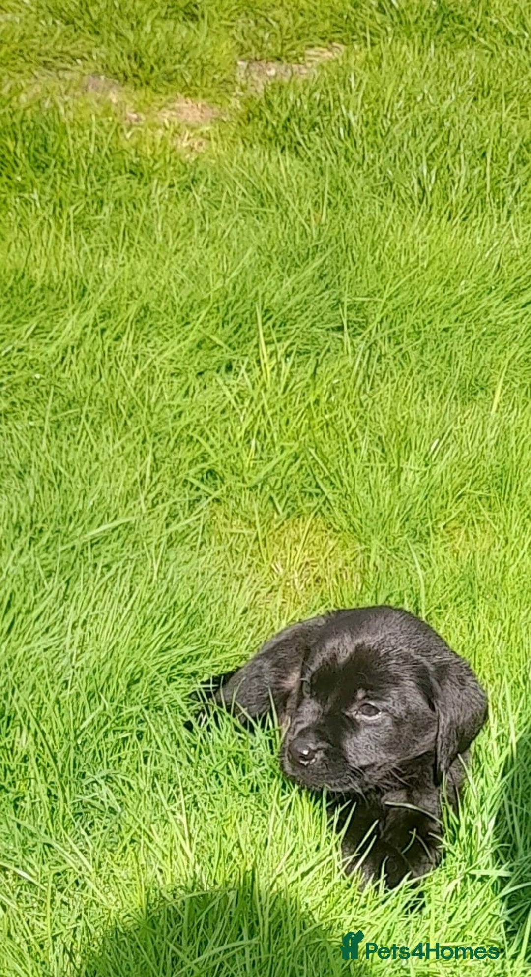 Labrador Retriever dogs for sale: Labrador puppies - Image 5